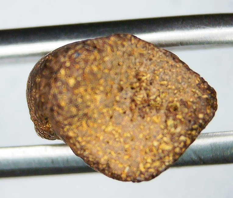 Cretaceous Age Turtle Claw Fossil for Sale from Montana 14d | Fossils for Sale Genuine Cretaceous Age Turtle Claw Fossil For Sale from Montana #14d