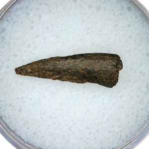 Cretaceous Age Turtle Claw Fossil for Sale from Montana 8 | Fossils for Sale Cretaceous Age Turtle Claw Fossil for Sale from Montana #8