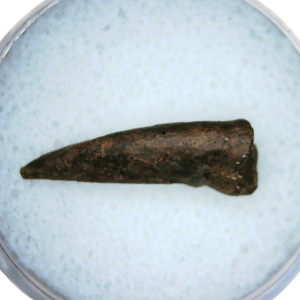 Cretaceous Age Turtle Claw Fossil for Sale from Montana 9 | Fossils for Sale Cretaceous Age Turtle Claw Fossil for Sale from Montana #9