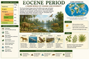 Plagiolophus Annectens Eocene Herbivore