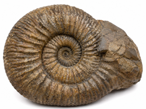 Hoploscaphites Ammonite Fossil For Sale