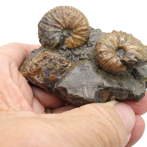 Hoploscaphites Ammonite Fossil For Sale from Glendive Montana #4