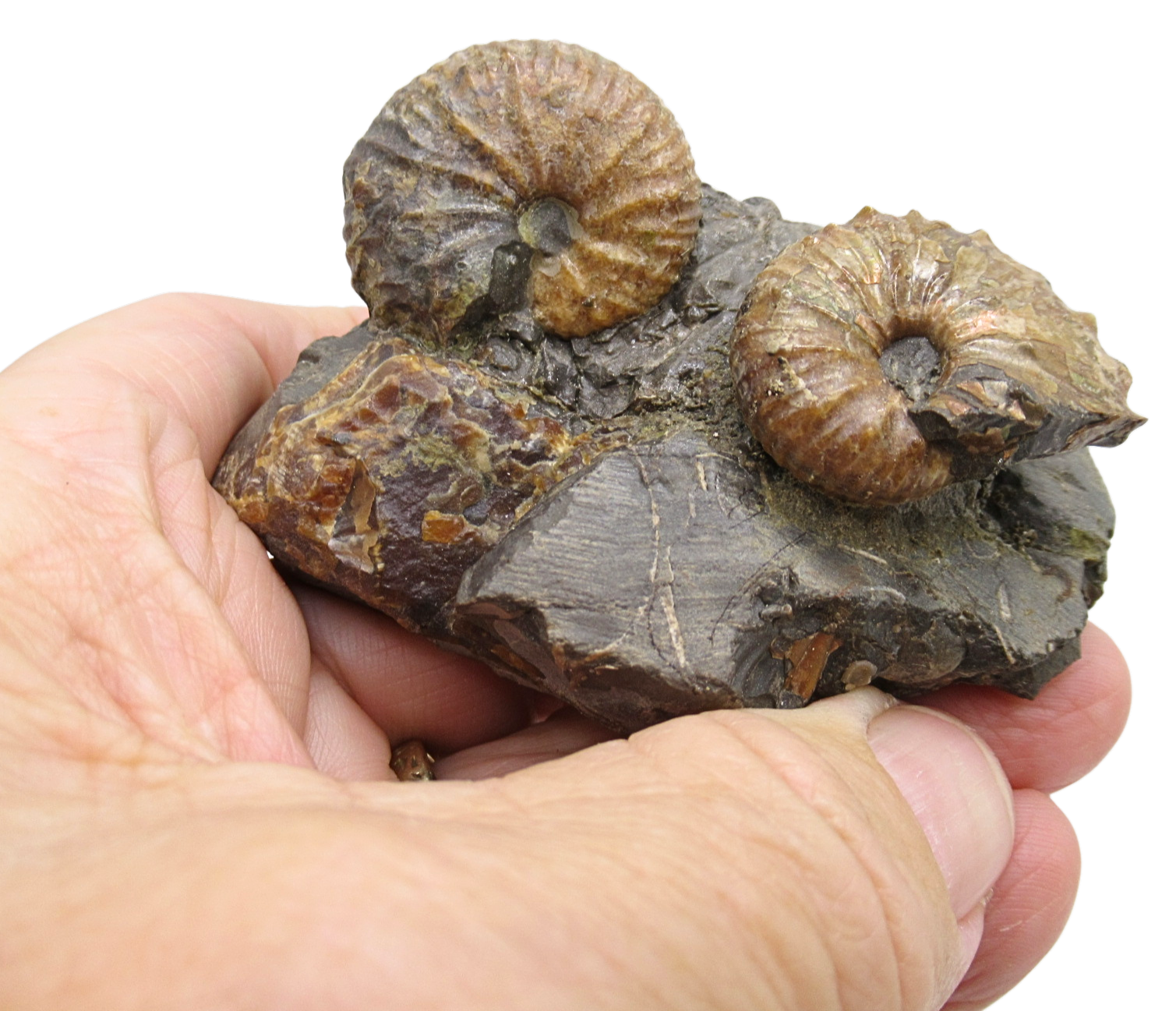 Hoploscaphites Ammonite Fossil For Sale from Glendive Montana 4 | Fossils for Sale Genuine Cretaceous Age Hoploscaphites Ammonite Fossil For Sale from Glendive Montana #4