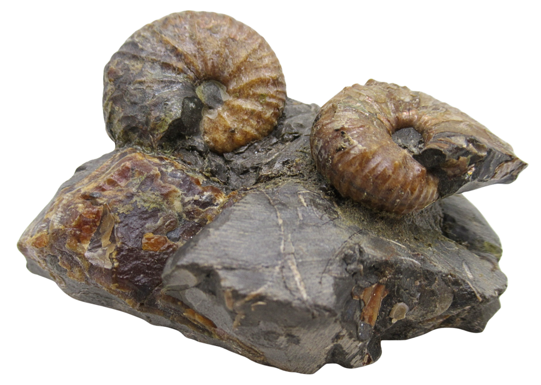 Hoploscaphites Ammonite Fossil For Sale from Glendive Montana 4a | Fossils for Sale Genuine Cretaceous Age Hoploscaphites Ammonite Fossil For Sale from Glendive Montana #4a