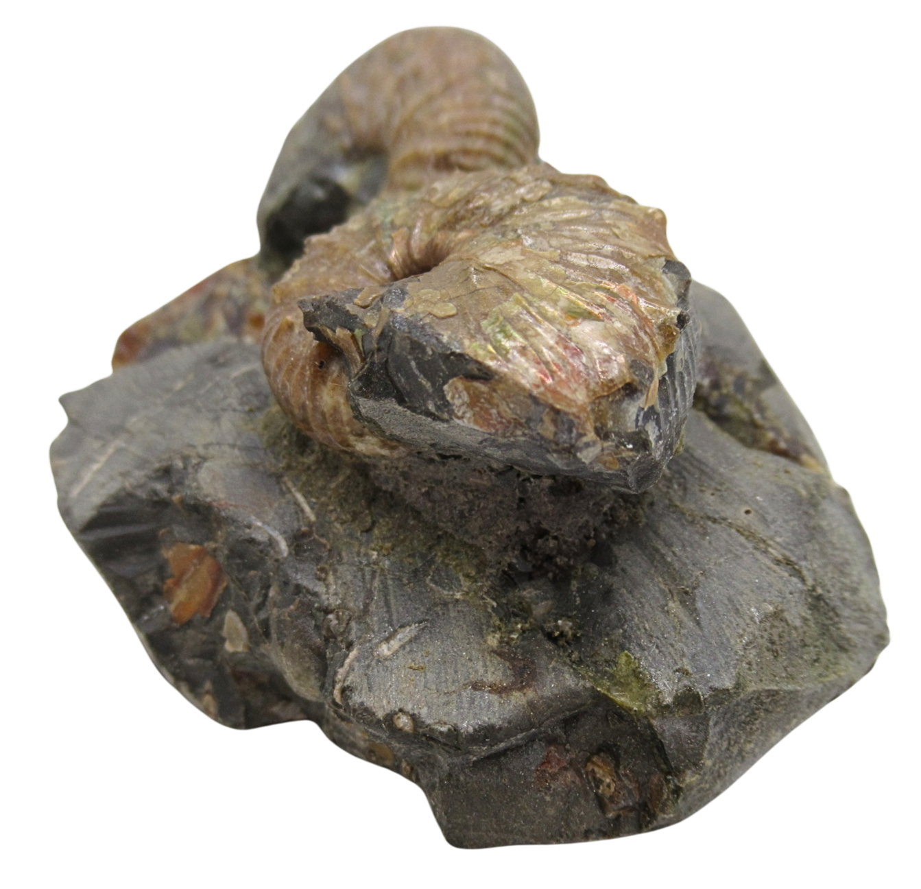 Hoploscaphites Ammonite Fossil For Sale from Glendive Montana 4b | Fossils for Sale Genuine Cretaceous Age Hoploscaphites Ammonite Fossil For Sale from Glendive Montana #4b