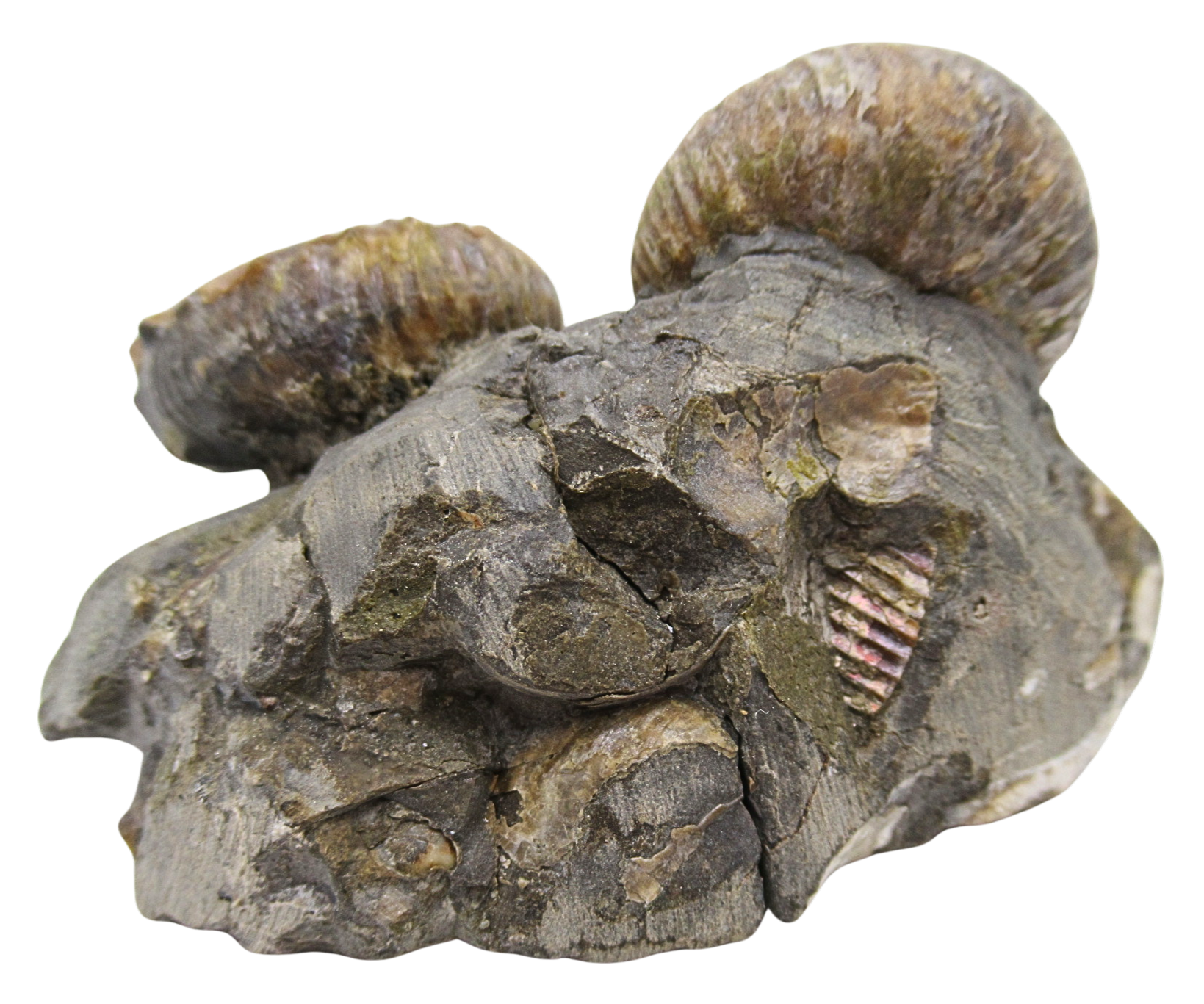 Hoploscaphites Ammonite Fossil For Sale from Glendive Montana 4c | Fossils for Sale Genuine Cretaceous Age Hoploscaphites Ammonite Fossil For Sale from Glendive Montana #4c