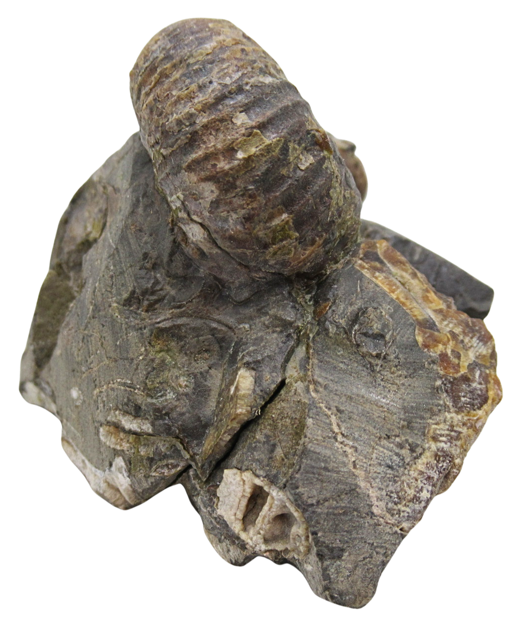 Hoploscaphites Ammonite Fossil For Sale from Glendive Montana 4d | Fossils for Sale Genuine Cretaceous Age Hoploscaphites Ammonite Fossil For Sale from Glendive Montana #4d