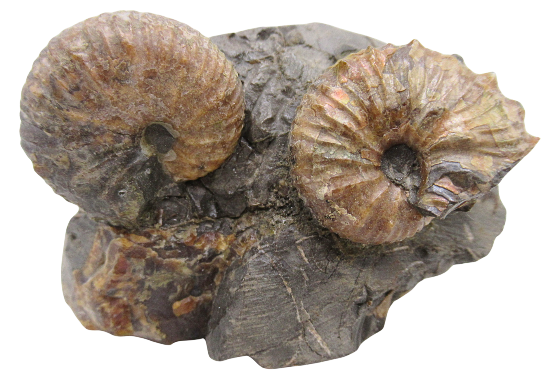 Hoploscaphites Ammonite Fossil For Sale from Glendive Montana 4e | Fossils for Sale Genuine Cretaceous Age Hoploscaphites Ammonite Fossil For Sale from Glendive Montana #4e