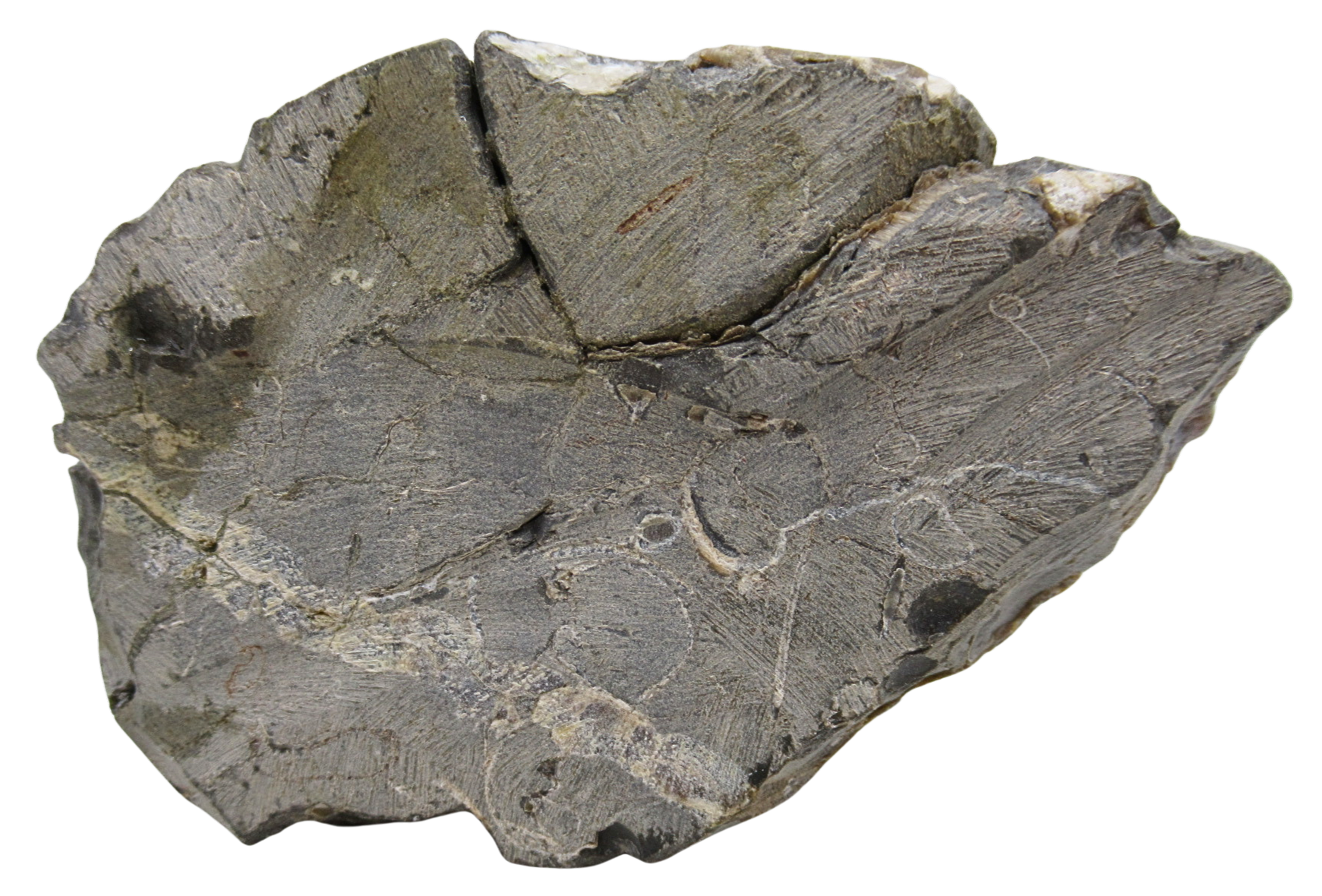 Hoploscaphites Ammonite Fossil For Sale from Glendive Montana 4f | Fossils for Sale Genuine Cretaceous Age Hoploscaphites Ammonite Fossil For Sale from Glendive Montana #4f
