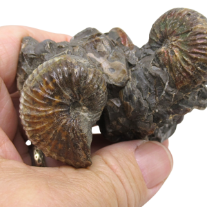 Hoploscaphites Ammonite Fossil For Sale from Glendive Montana #5