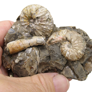 Hoploscaphites Ammonite Fossil For Sale from Glendive Montana #6