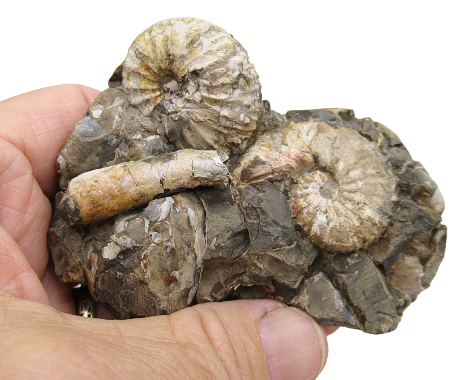Hoploscaphites Ammonite Fossil For Sale from Glendive Montana 6 | Fossils for Sale Genuine Cretaceous Age Hoploscaphites Ammonite Fossil For Sale from Glendive Montana #6