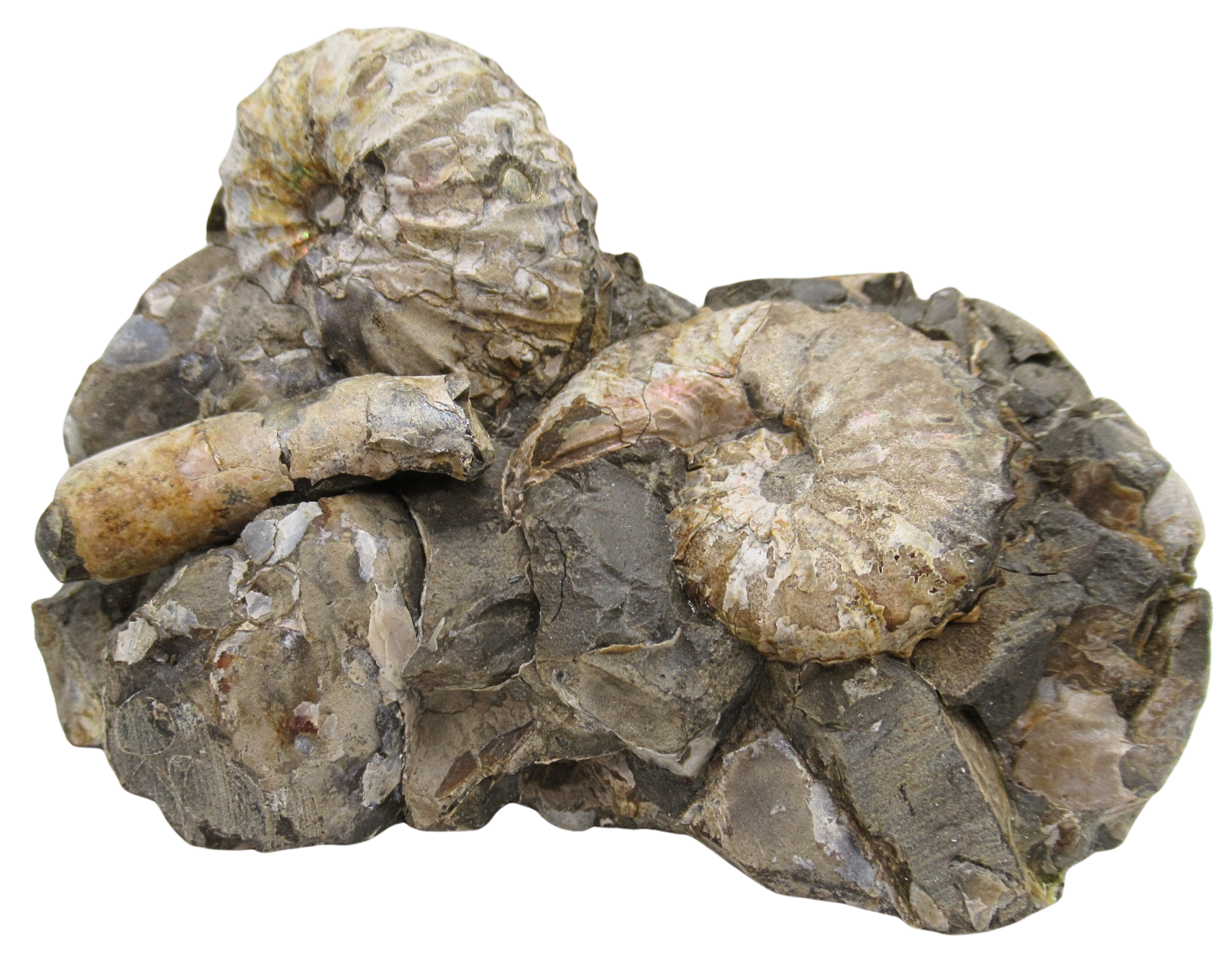 Hoploscaphites Ammonite Fossil For Sale from Glendive Montana 6a | Fossils for Sale Genuine Cretaceous Age Hoploscaphites Ammonite Fossil For Sale from Glendive Montana #6a
