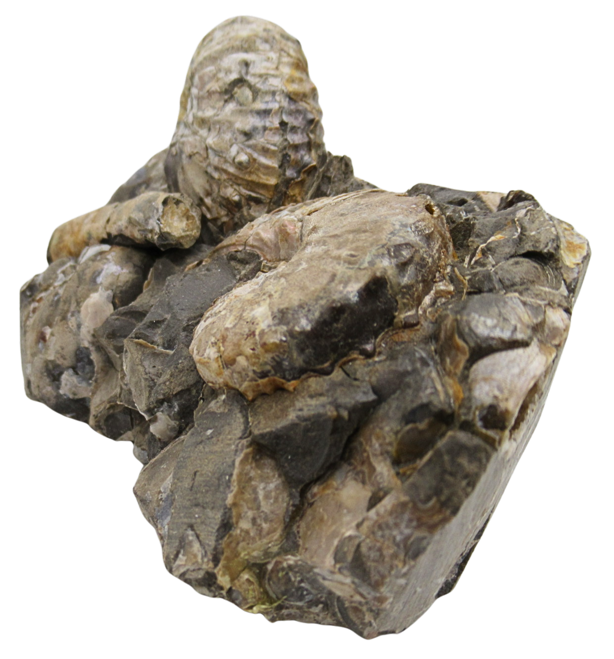 Hoploscaphites Ammonite Fossil For Sale from Glendive Montana 6b | Fossils for Sale Genuine Cretaceous Age Hoploscaphites Ammonite Fossil For Sale from Glendive Montana #6b