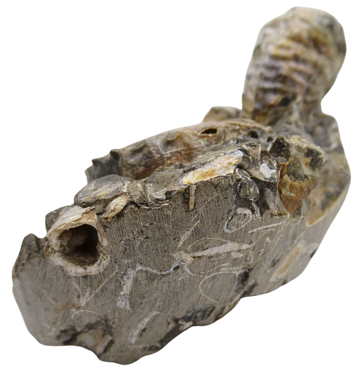 Hoploscaphites Ammonite Fossil For Sale from Glendive Montana 6c | Fossils for Sale Genuine Cretaceous Age Hoploscaphites Ammonite Fossil For Sale from Glendive Montana #6c