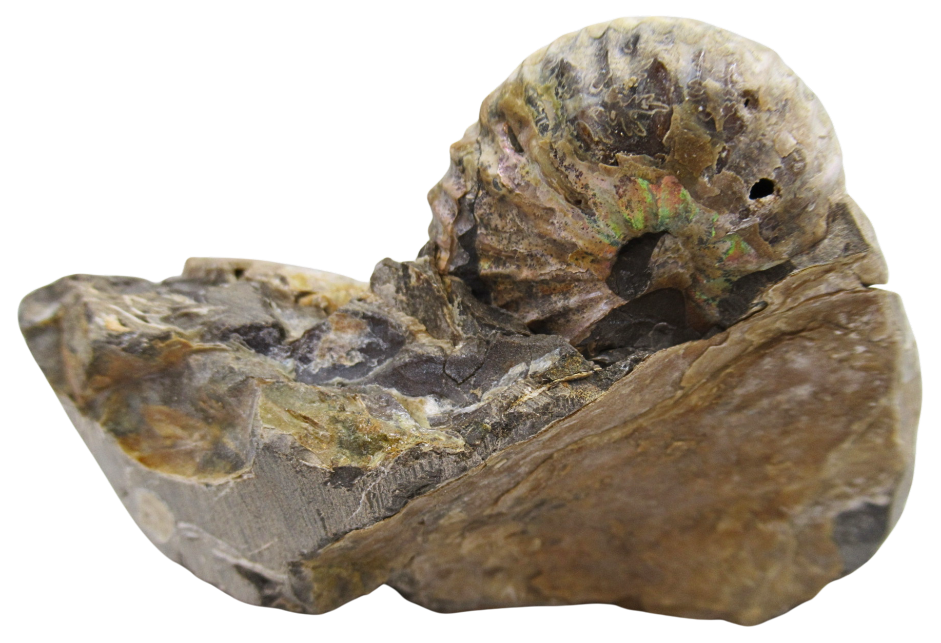 Hoploscaphites Ammonite Fossil For Sale from Glendive Montana 6d | Fossils for Sale Genuine Cretaceous Age Hoploscaphites Ammonite Fossil For Sale from Glendive Montana #6d