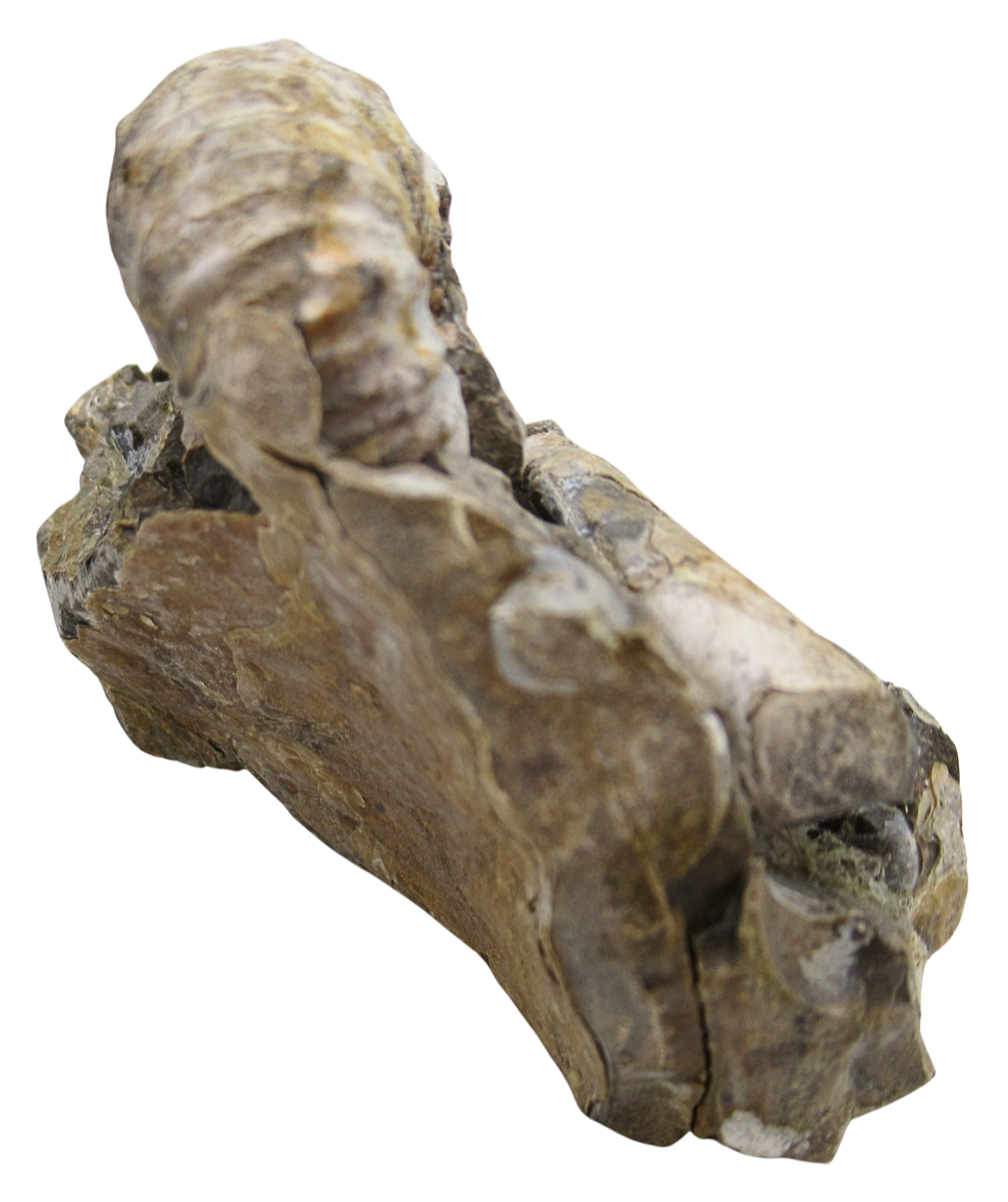 Hoploscaphites Ammonite Fossil For Sale from Glendive Montana 6e | Fossils for Sale Genuine Cretaceous Age Hoploscaphites Ammonite Fossil For Sale from Glendive Montana #6e