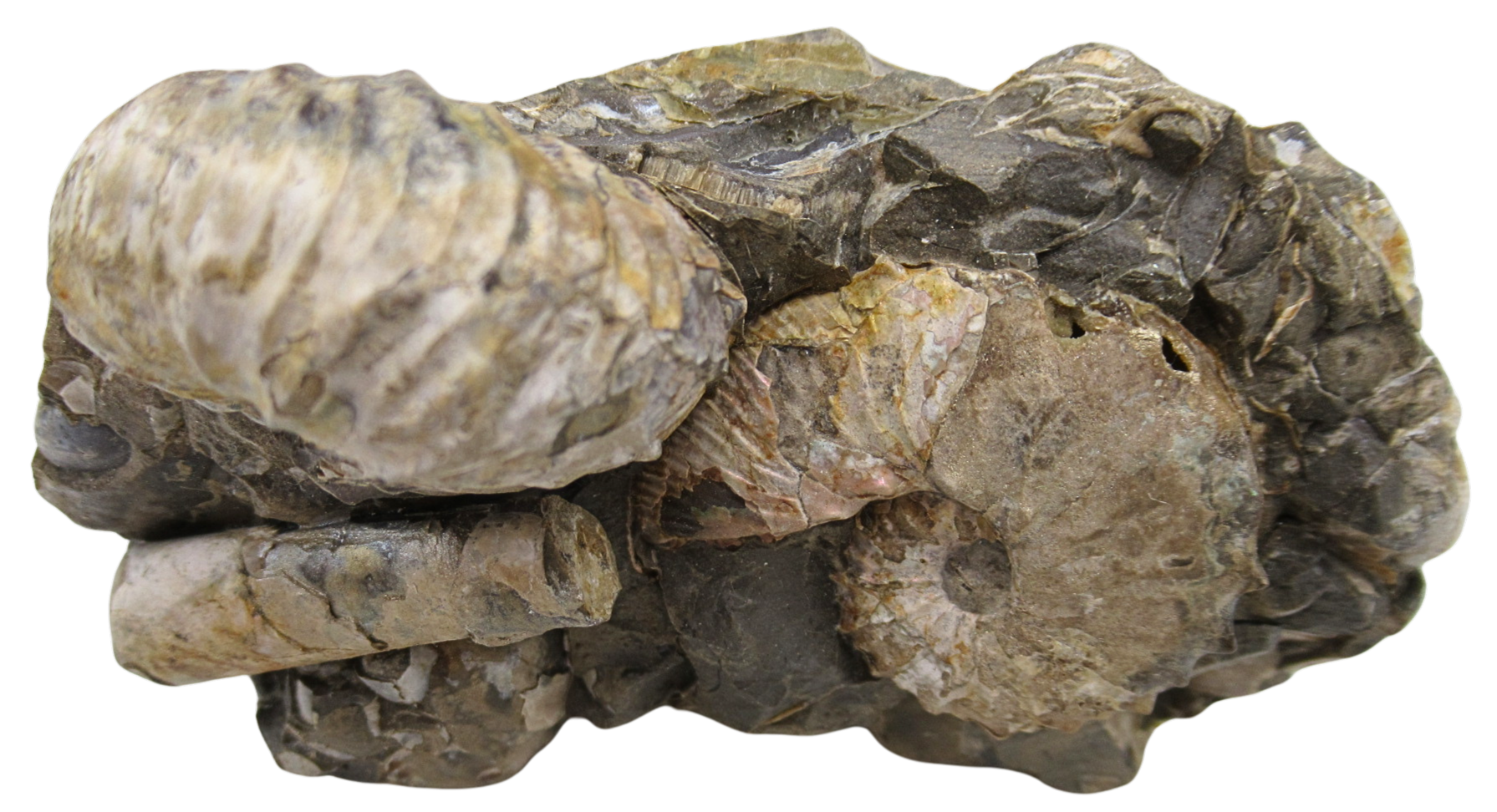 Hoploscaphites Ammonite Fossil For Sale from Glendive Montana 6f | Fossils for Sale Genuine Cretaceous Age Hoploscaphites Ammonite Fossil For Sale from Glendive Montana #6f