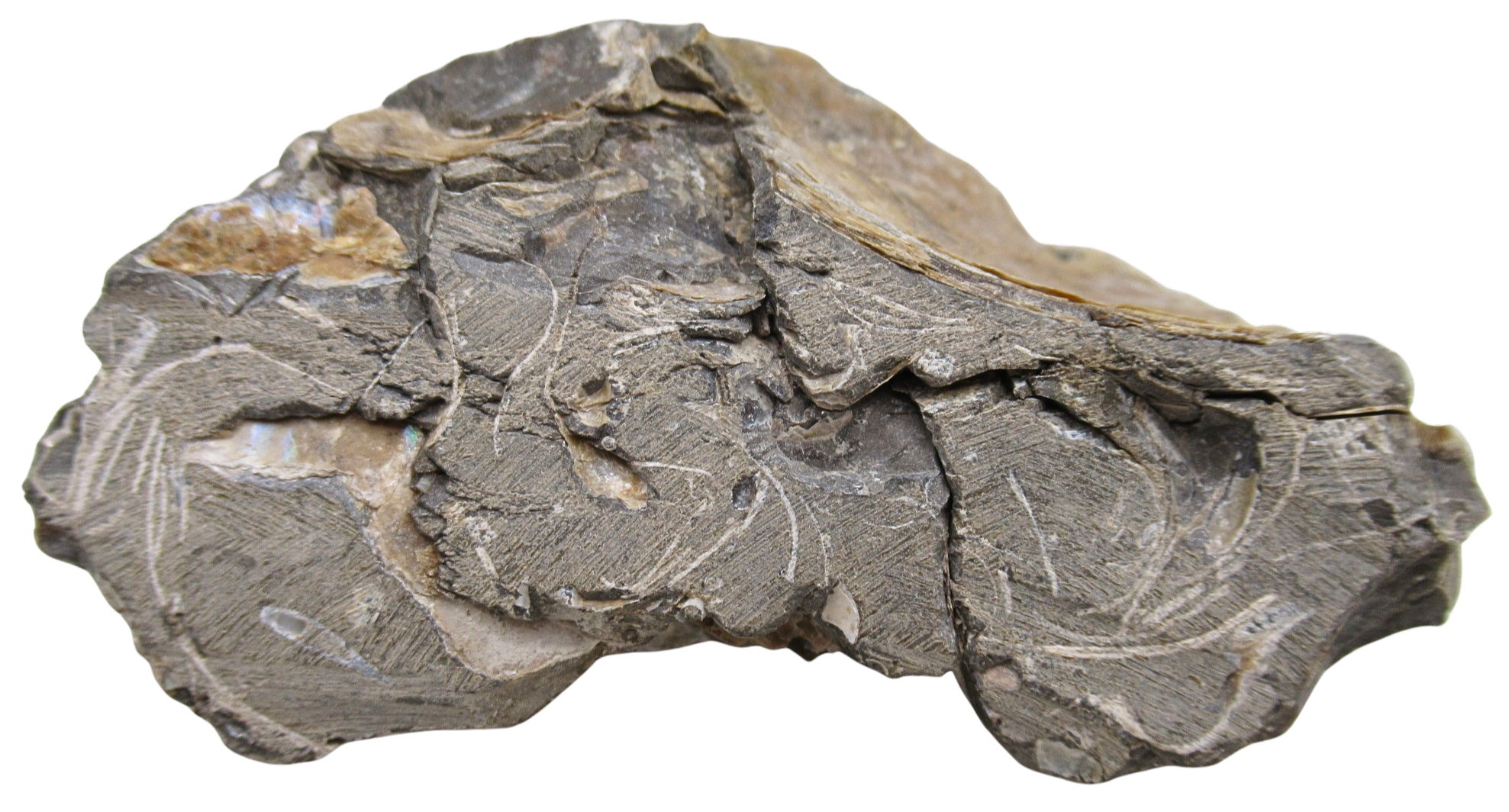 Hoploscaphites Ammonite Fossil For Sale from Glendive Montana 6g | Fossils for Sale Genuine Cretaceous Age Hoploscaphites Ammonite Fossil For Sale from Glendive Montana #6g