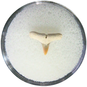 Negaprion eurybathrodon Teeth for Sale Extinct Lemon Shark 1 | Fossils for Sale Negaprion eurybathrodon Teeth for Sale Extinct Lemon Shark #1