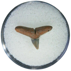 Negaprion eurybathrodon Teeth for Sale Extinct Lemon Shark 10 | Fossils for Sale Negaprion eurybathrodon Teeth for Sale Extinct Lemon Shark #10