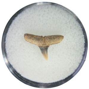 Negaprion eurybathrodon Teeth for Sale Extinct Lemon Shark 11 | Fossils for Sale Negaprion eurybathrodon Teeth for Sale Extinct Lemon Shark #11
