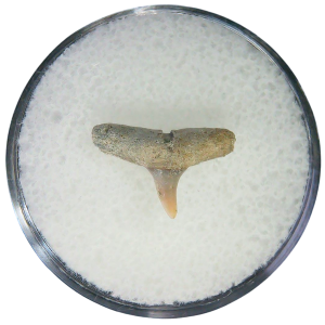 Negaprion eurybathrodon Teeth for Sale Extinct Lemon Shark 12 | Fossils for Sale Negaprion eurybathrodon Teeth for Sale Extinct Lemon Shark #12