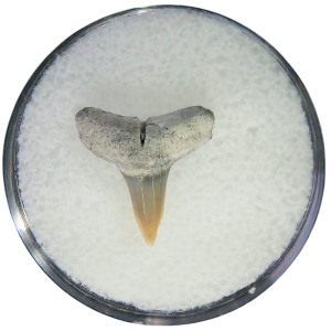 Negaprion eurybathrodon Teeth for Sale Extinct Lemon Shark 13 | Fossils for Sale Negaprion eurybathrodon Teeth for Sale Extinct Lemon Shark #13