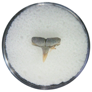 Negaprion eurybathrodon Teeth for Sale Extinct Lemon Shark 14 | Fossils for Sale Negaprion eurybathrodon Teeth for Sale Extinct Lemon Shark #14