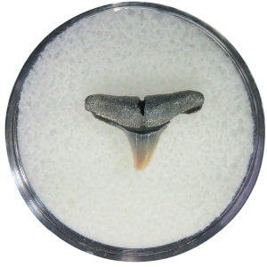 Negaprion eurybathrodon Teeth for Sale Extinct Lemon Shark 15 | Fossils for Sale Negaprion eurybathrodon Teeth for Sale Extinct Lemon Shark #15