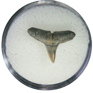 Negaprion eurybathrodon Teeth for Sale Extinct Lemon Shark 16 | Fossils for Sale Negaprion eurybathrodon Teeth for Sale Extinct Lemon Shark #16