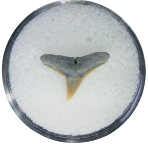 Negaprion eurybathrodon Teeth for Sale Extinct Lemon Shark 17 | Fossils for Sale Negaprion eurybathrodon Teeth for Sale Extinct Lemon Shark #17