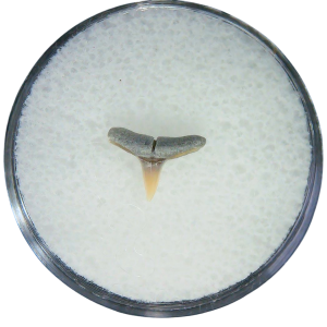 Negaprion eurybathrodon Teeth for Sale Extinct Lemon Shark 18 | Fossils for Sale Negaprion eurybathrodon Teeth for Sale Extinct Lemon Shark #18