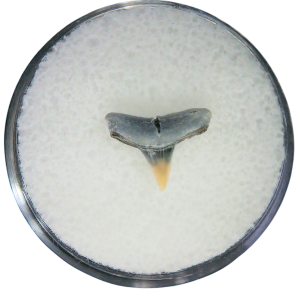 Negaprion eurybathrodon Teeth for Sale Extinct Lemon Shark 19 | Fossils for Sale Negaprion eurybathrodon Teeth for Sale Extinct Lemon Shark #19