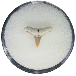 Negaprion eurybathrodon Teeth for Sale Extinct Lemon Shark 20 | Fossils for Sale Negaprion eurybathrodon Teeth for Sale Extinct Lemon Shark #20