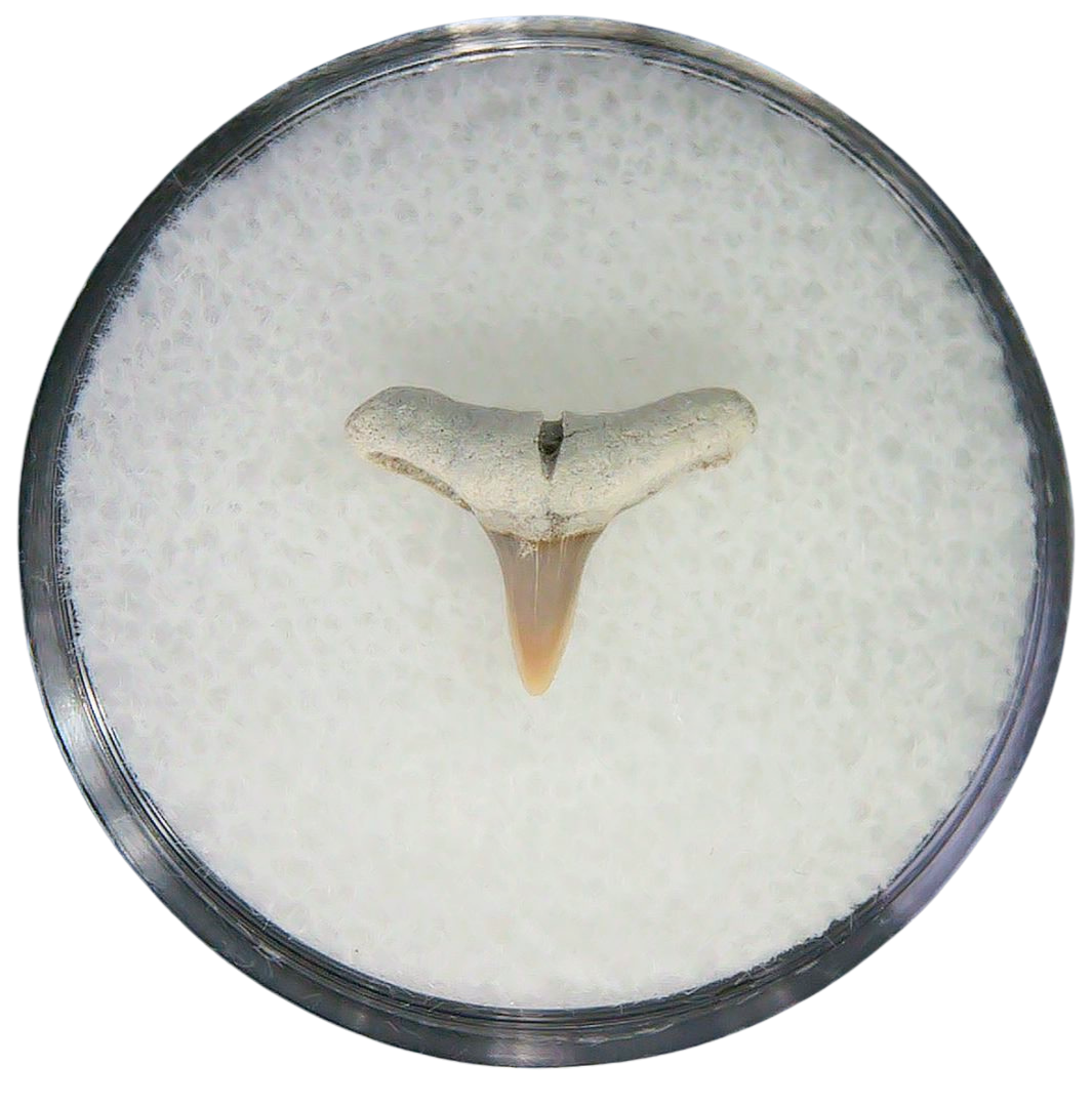 Negaprion eurybathrodon Teeth for Sale Extinct Lemon Shark 20 | Fossils for Sale Negaprion eurybathrodon Teeth for Sale Extinct Lemon Shark #20