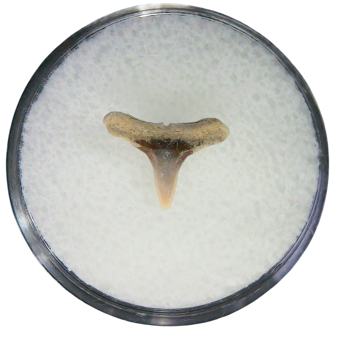 Negaprion eurybathrodon Teeth for Sale Extinct Lemon Shark 20a | Fossils for Sale Negaprion eurybathrodon Teeth for Sale Extinct Lemon Shark #20a