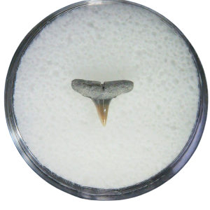 Negaprion eurybathrodon Teeth for Sale Extinct Lemon Shark 21 | Fossils for Sale Negaprion eurybathrodon Teeth for Sale Extinct Lemon Shark #21