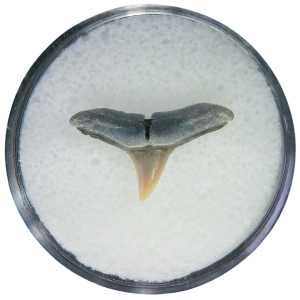 Negaprion eurybathrodon Teeth for Sale Extinct Lemon Shark 22 | Fossils for Sale Negaprion eurybathrodon Teeth for Sale Extinct Lemon Shark #22