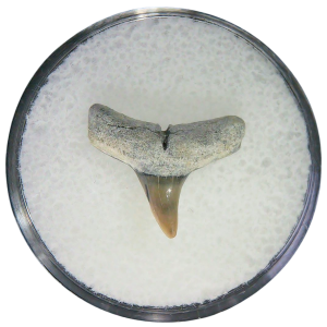 Negaprion eurybathrodon Teeth for Sale Extinct Lemon Shark 23 | Fossils for Sale Negaprion eurybathrodon Teeth for Sale Extinct Lemon Shark #23
