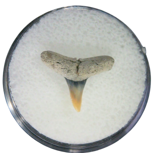 Negaprion eurybathrodon Teeth for Sale Extinct Lemon Shark 24 | Fossils for Sale Negaprion eurybathrodon Teeth for Sale Extinct Lemon Shark #24