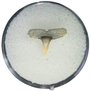 Negaprion eurybathrodon Teeth for Sale Extinct Lemon Shark 25a | Fossils for Sale Negaprion eurybathrodon Teeth for Sale Extinct Lemon Shark #25a