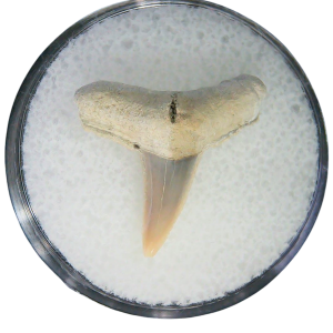 Negaprion eurybathrodon Teeth for Sale Extinct Lemon Shark 26 | Fossils for Sale Negaprion eurybathrodon Teeth for Sale Extinct Lemon Shark #26