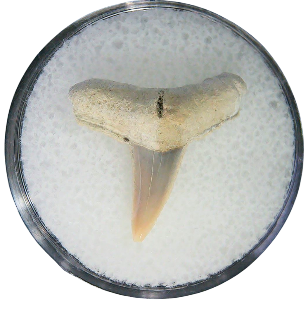 Negaprion eurybathrodon Teeth for Sale Extinct Lemon Shark 26 | Fossils for Sale Negaprion eurybathrodon Teeth for Sale Extinct Lemon Shark #26