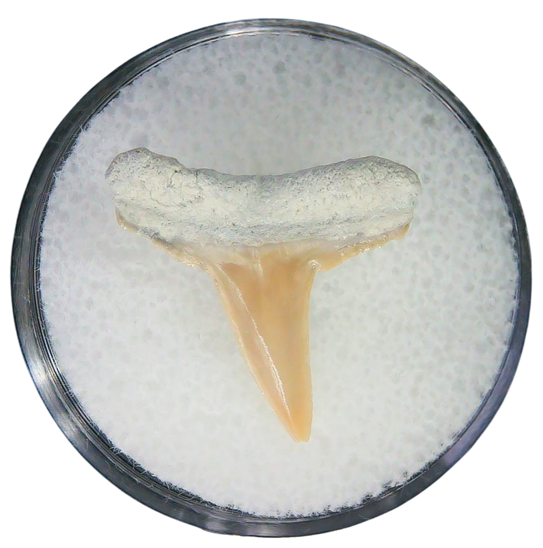 Negaprion eurybathrodon Teeth for Sale Extinct Lemon Shark 26a | Fossils for Sale Negaprion eurybathrodon Teeth for Sale Extinct Lemon Shark #26a