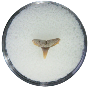 Negaprion eurybathrodon Teeth for Sale Extinct Lemon Shark 27 | Fossils for Sale Negaprion eurybathrodon Teeth for Sale Extinct Lemon Shark #27
