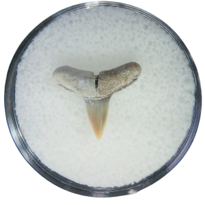 Negaprion eurybathrodon Teeth for Sale Extinct Lemon Shark 28 | Fossils for Sale Negaprion eurybathrodon Teeth for Sale Extinct Lemon Shark #28