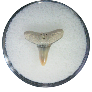 Negaprion eurybathrodon Teeth for Sale Extinct Lemon Shark 29 | Fossils for Sale Negaprion eurybathrodon Teeth for Sale Extinct Lemon Shark #29
