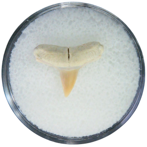 Negaprion eurybathrodon Teeth for Sale Extinct Lemon Shark 3 | Fossils for Sale Negaprion eurybathrodon Teeth for Sale Extinct Lemon Shark #3