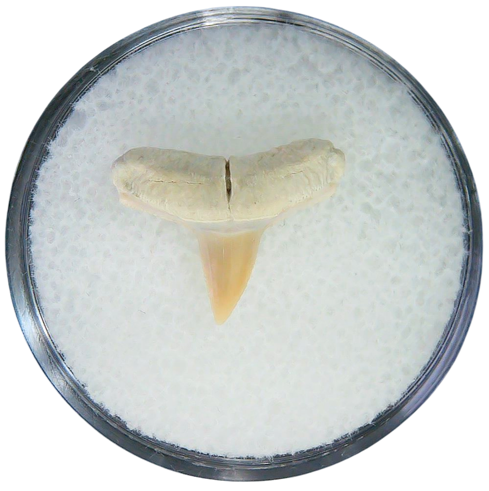 Negaprion eurybathrodon Teeth for Sale Extinct Lemon Shark 3 | Fossils for Sale Negaprion eurybathrodon Teeth for Sale Extinct Lemon Shark #3